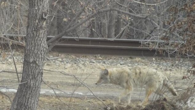 À Winnipeg, des résidents doivent apprendre à vivre avec les coyotes devenus nombreux
