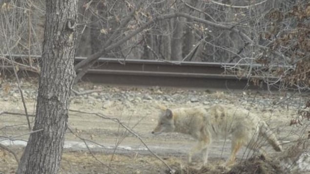 À Winnipeg, des résidents doivent apprendre à vivre avec les coyotes devenus nombreux