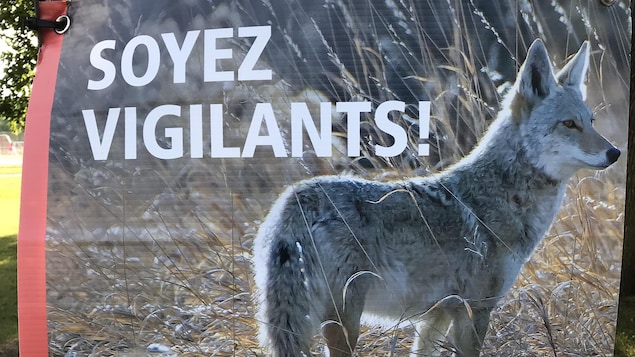 Une affiche montrant un coyote, à côté duquel il est écrit « Soyez vigilants! »