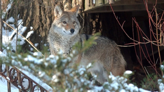 Un coyote au travers du feuillage près d'un arbre.