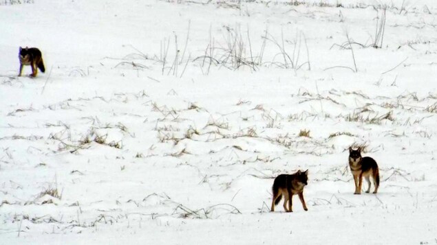 Des coyotes s’aventurent en milieu urbain à l’Île-du-Prince-Édouard