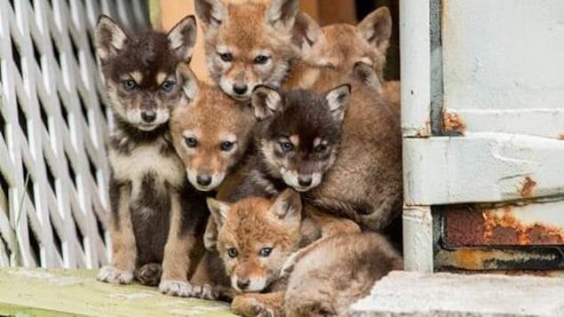 Vancouver souhaite une coexistence pacifique avec les coyotes dans ses parcs