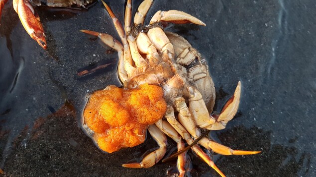 Une femelle crabe commun vient de pondre des oeufs sur la plage de Sainte-Luce. Une femelle crabe commun vient de pondre des oeufs sur la plage de Sainte-Luce.