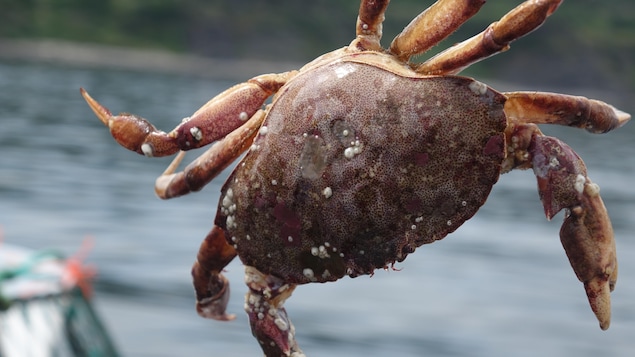 Un crabe commun, tenu par une patte.