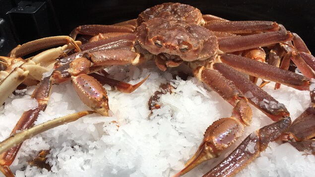 Crabe des neiges : le Canada atlantique fustige le Japon qui s’approvisionne en Russie