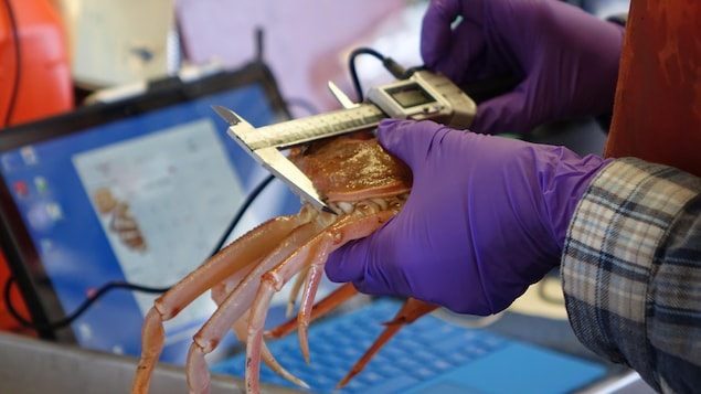 Un biologiste mesure un crabe des neiges