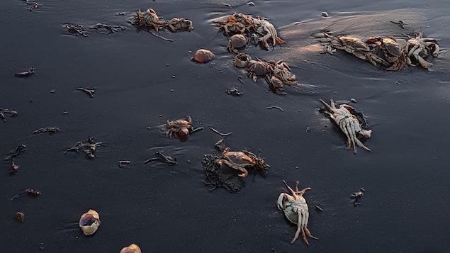 Des crabes échoués sur la plage de Sainte-Luce. Des crabes échoués sur la plage de Sainte-Luce.