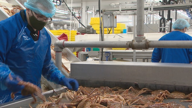 Un travailleur dans une usine de transformation de fruits de mer s’active à la tâche. 