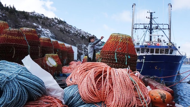 Le quota de crabe augmente de 32 % à Terre-Neuve-et-Labrador