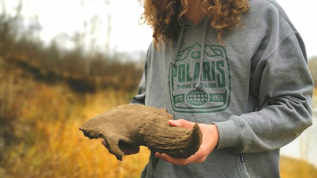 Un crâne de bison découvert au Manitoba servira d’outil d’apprentissage