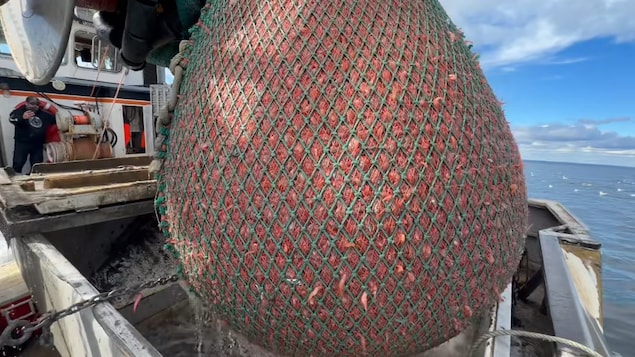 Un filet rempli de crevettes sur un bateau de pêche.