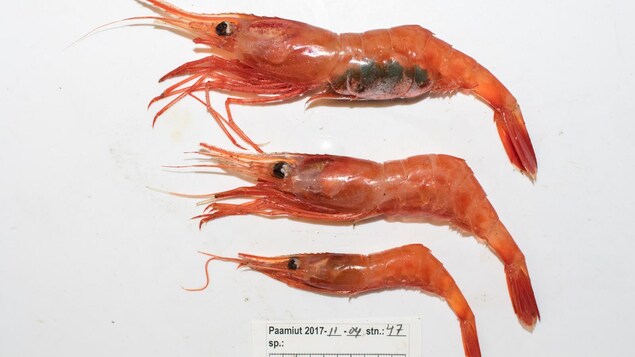 Crevettes nordiques pêchées dans l'Arctique canadien Crevettes nordiques pêchées dans l'Arctique canadien