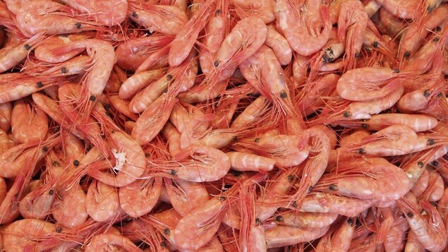 Crevettes Crevettes
