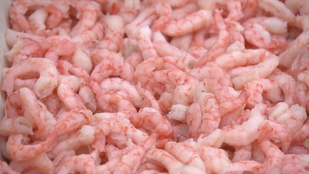Crevettes nordiques Crevettes nordiques