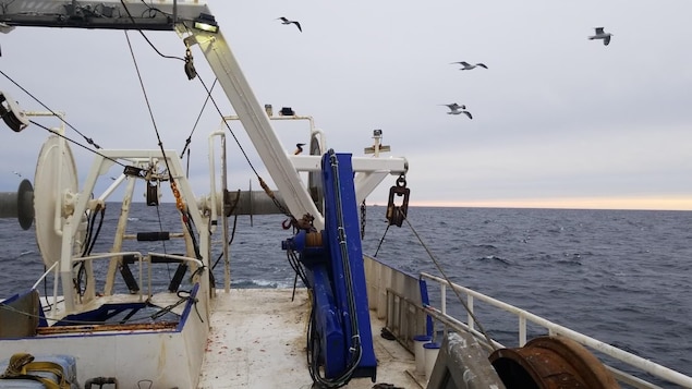 Les pêcheurs côtiers mécontents de la position du Québec sur le sébaste