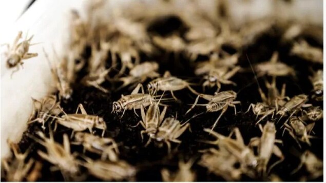 Aspire Food Group, a London, Ont.-based company that produces cricket protein, is at the centre of a conspiracy theory that's been circulating for months. (Submitted by Aspire Food Group)