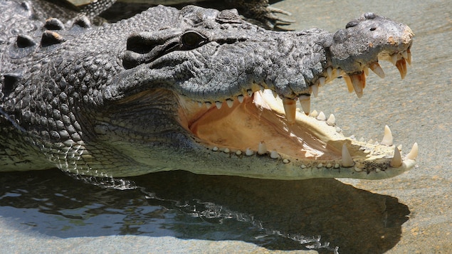 Un crocodile montre les dents Un crocodile montre les dents