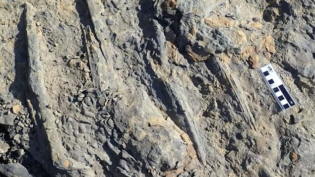 Des traces de crocodiles préhistoriques géants découvertes en C.-B.