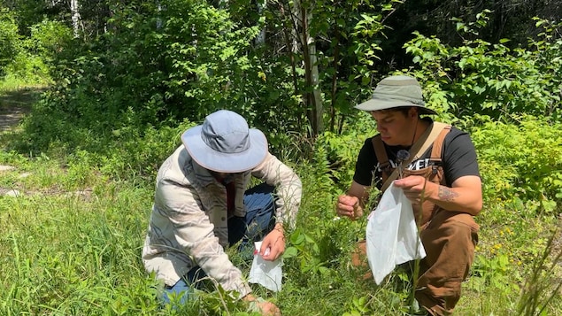 Deux hommes accroupis dans le gazon à la recherche de plantes.
