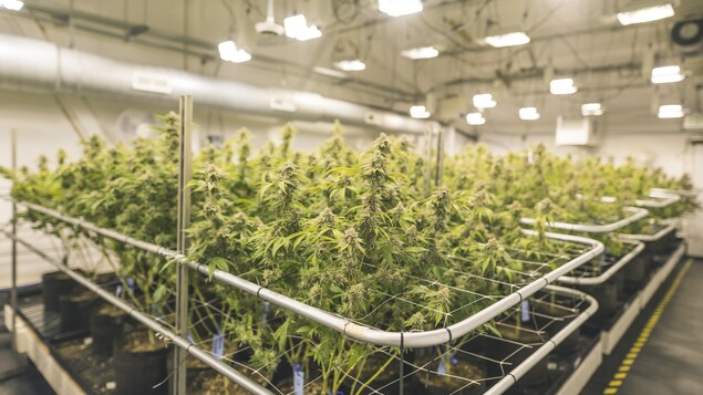 Des plants de cannabis. Des plants de cannabis.