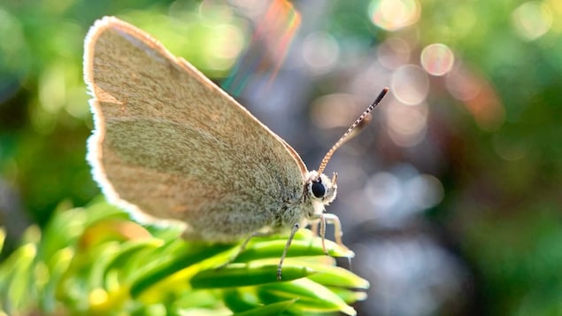 The newly discovered species called Satyrium curiosolus, or the curiously isolated hairstreak, lives in the Blakiston Fan of Waterton Lakes National Park. 