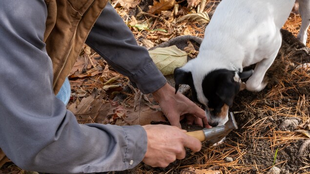 Un homme et un chien gratte le sol à la recherche d'une truffe. 