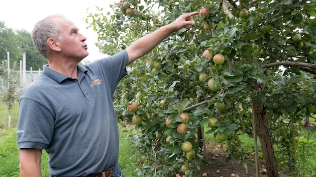Un pommiculteur pointe une pomme. Un pommiculteur pointe une pomme.