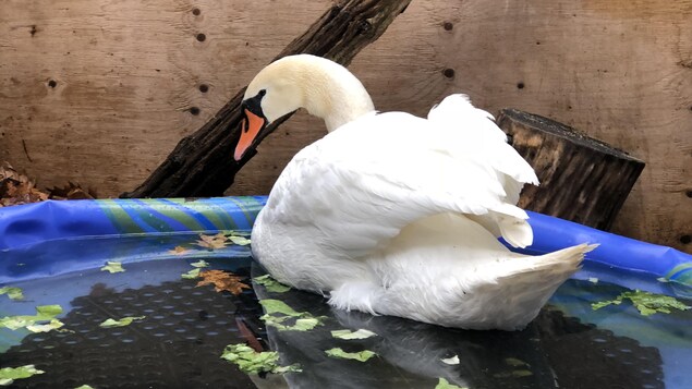 Le cygne tuberculé a avalé un hameçon au bout duquel est rattaché un poids en plomb. Le cygne tuberculé a avalé un hameçon au bout duquel est rattaché un poids en plomb.