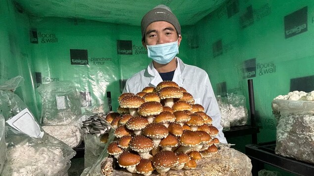 Faire pousser des champignons dans un conteneur