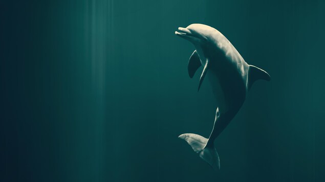 On voit un dauphin, dans l'eau. On voit un dauphin, dans l'eau.