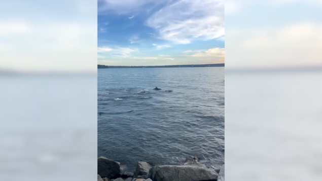 Des dauphins à flancs blancs du Pacifique nageant juste au large de la plage
