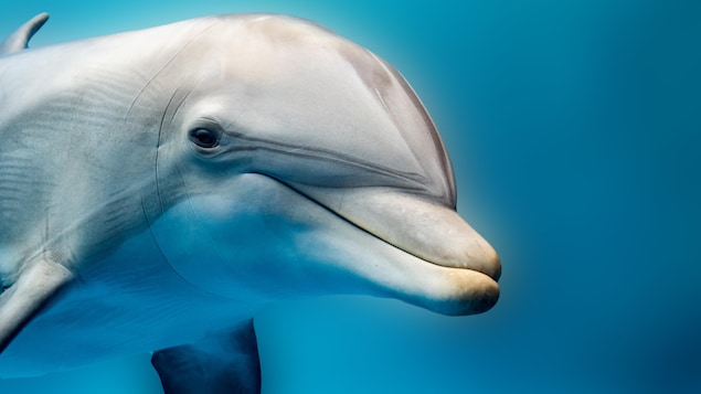 Gros plan sur la tête d'un dauphin.