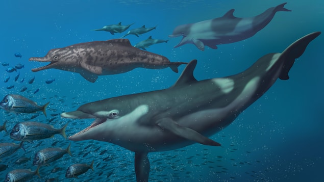 Illustration artistique de trois espèces de dauphins nageant dans l'eau.