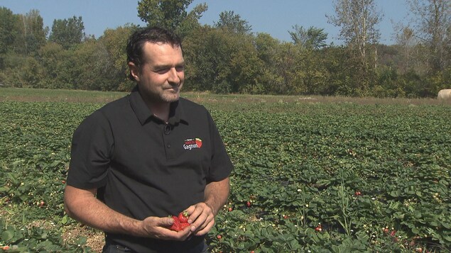Homme dans un champs de fraises Homme dans un champs de fraises