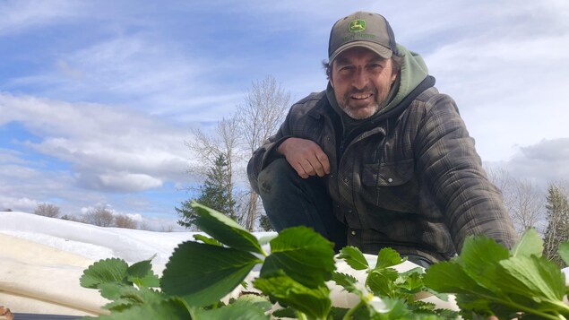Un agriculteur auprès des plants de fraises en fleurs.