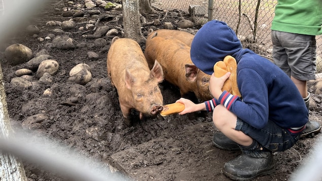 Nourrir ses animaux de ferme avec des déchets alimentaires