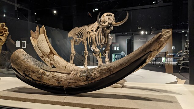 La Nouvelle-Écosse, territoire des mastodontes il y a 80 000 ans