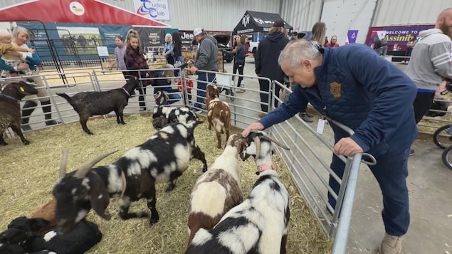 Un éleveur touche la tête d'une chèvre installée dans un enclos à la Royal Manitoba Winter Fair, une foire qui rassemble des agriculteurs et éleveurs des Prairies dans la ville de Brandon