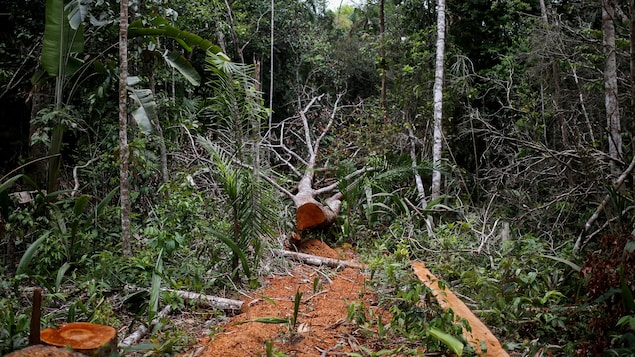 COP26 : plus de 100 dirigeants promettent de stopper la déforestation d’ici 2030