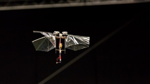 Le DelFly Nimble. Le DelFly Nimble.