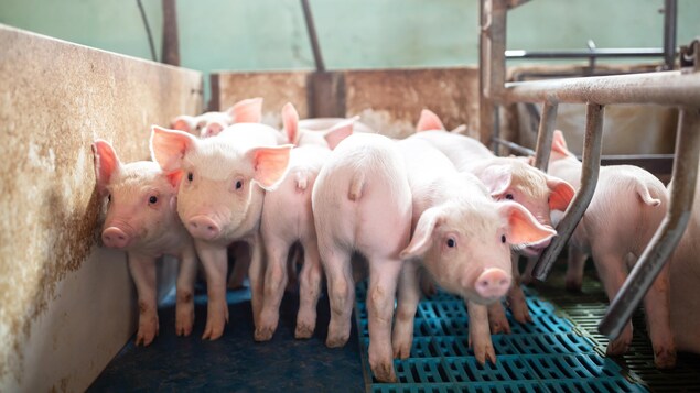 [Report] Animal rights and legal language: The challenges of a new paradigm - Vimarsana News
