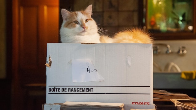 Vanille, un chat à poil mi-long blanc et roux, est couché fièrement sur le dessus d'une boîte d'archives pleine