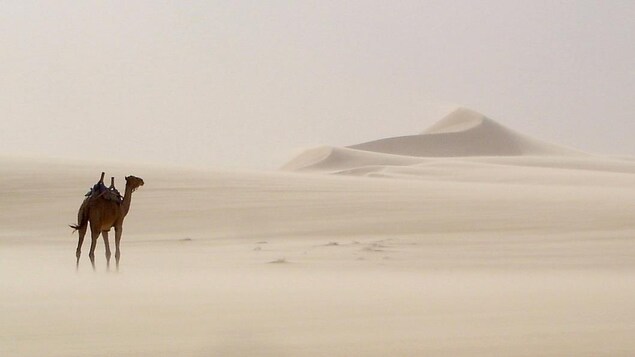 Le fondateur de l'agence de voyage Karavanier, Richard Rémy, s'est rendu dans le désert de Libye en 1985.