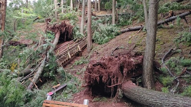 Une dizaine d'arbres tombés au parc Victoria.