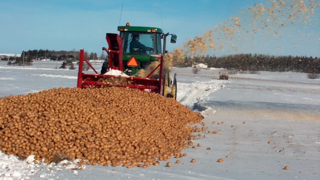 Verrue fongique à l’Î.-P.-É.: craintes de destruction à grande échelle de pommes de terre
