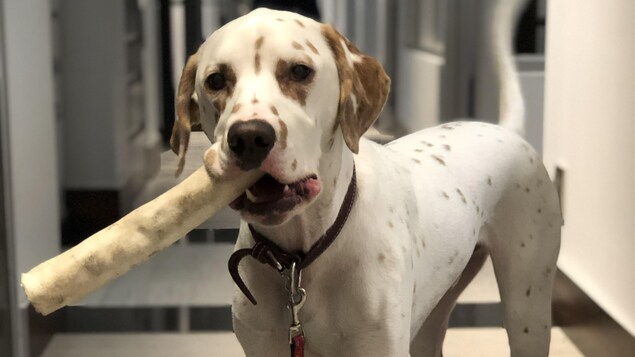 Un chien avec un bâton dans la gueule. Un chien avec un bâton dans la gueule.