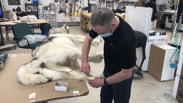 Angelo Gagnon fixe la fourrure de la patte sur une structure de loup blanc.
