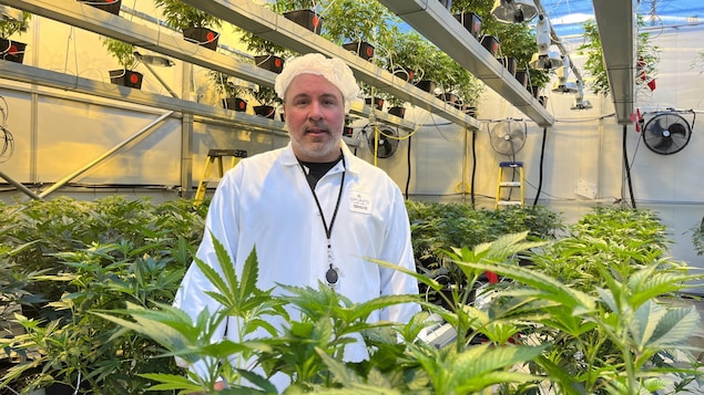 Joël Lalancette au milieu des plantes de cannabis.