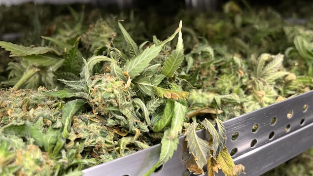Pas d’argent facile pour les producteurs légaux de cannabis