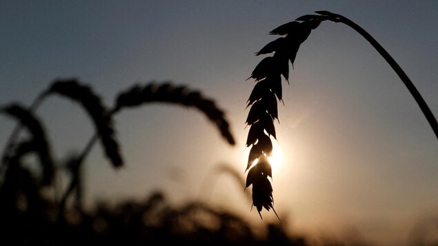  Des épis de blé dans un champ de la région de Kiev en Ukraine.